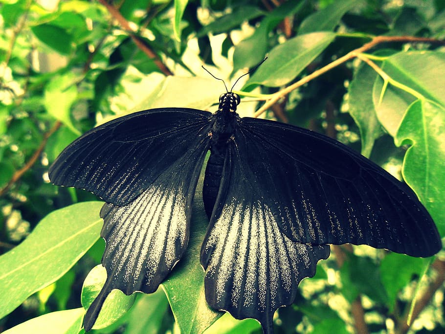 Butterfly, Insect, Nature, Macro, black, one animal, butterfly - insect HD wallpaper