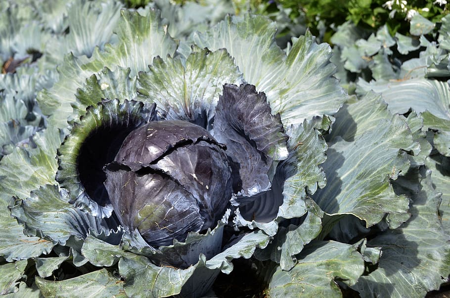 vegetable, cabbage, green, vegetable garden, no people, nature HD wallpaper