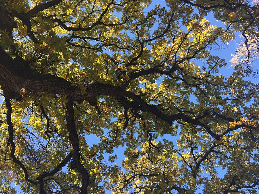 tree, fall, autumn, nature, season, forest, plant, low angle view HD wallpaper