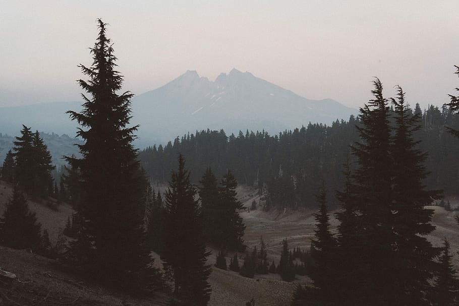trees on body of mountain, silhouette photo of trees near mountain range HD wallpaper