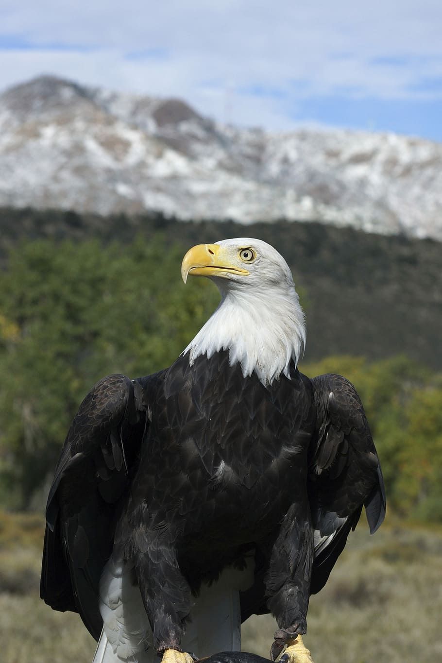 Bald Eagle, Majestic, Bird, Mountain, sky, nature, symbol, proud HD wallpaper