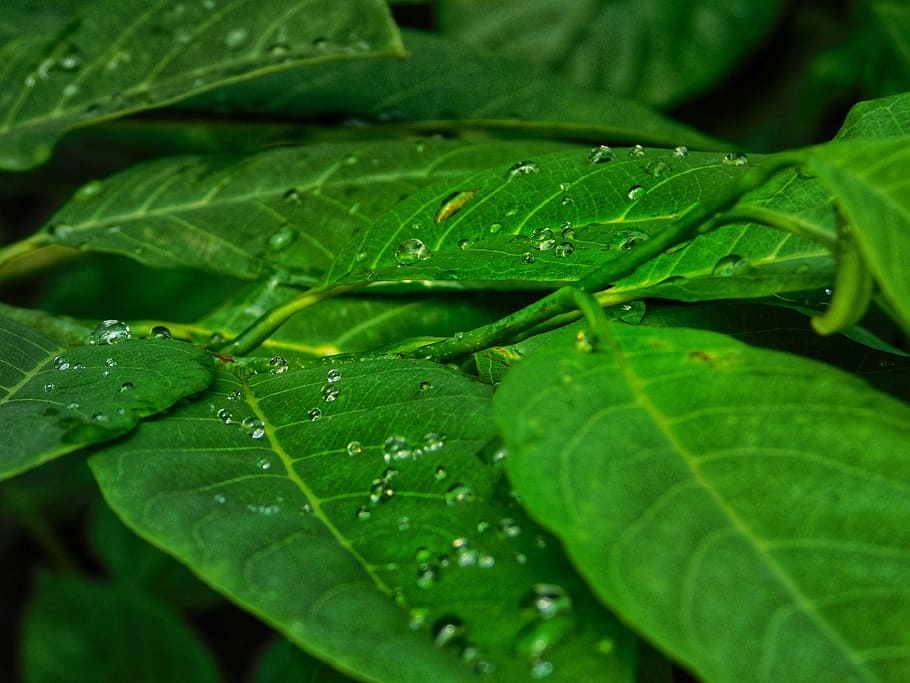 water, drops, leafs, rain, plant part, green color, wet, close-up HD wallpaper