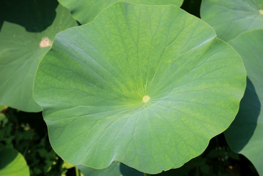 lotus leaf, green, plant, garden, aquatic, flora, natural, nature HD wallpaper