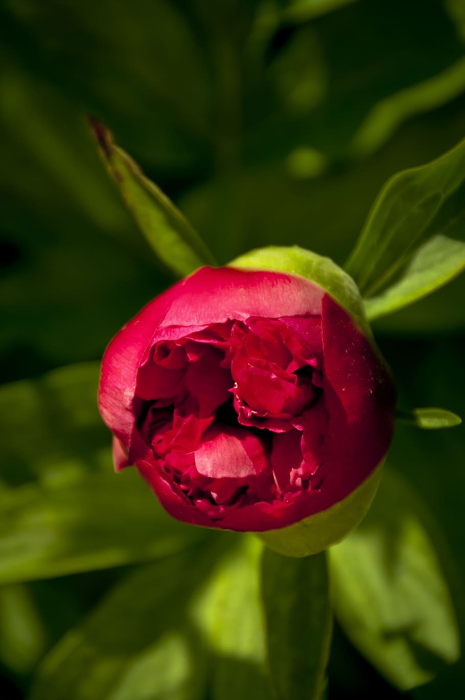 blooming peony, first stages, red, flower, beauty in nature HD wallpaper