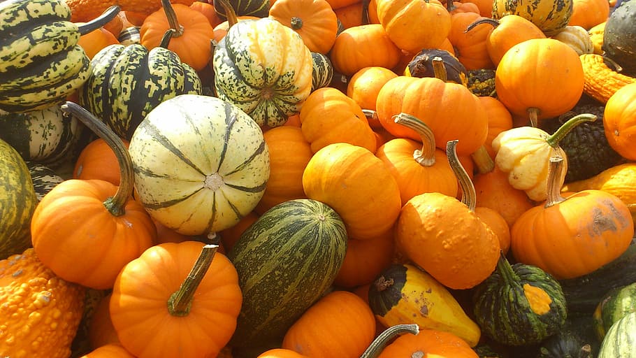 close-up of bunch of squash, pumpkin, pumpkins, halol, halloween HD wallpaper
