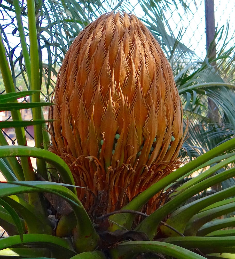 cycad, sago palm, cone, female, karnataka, india, plant, growth, HD wallpaper
