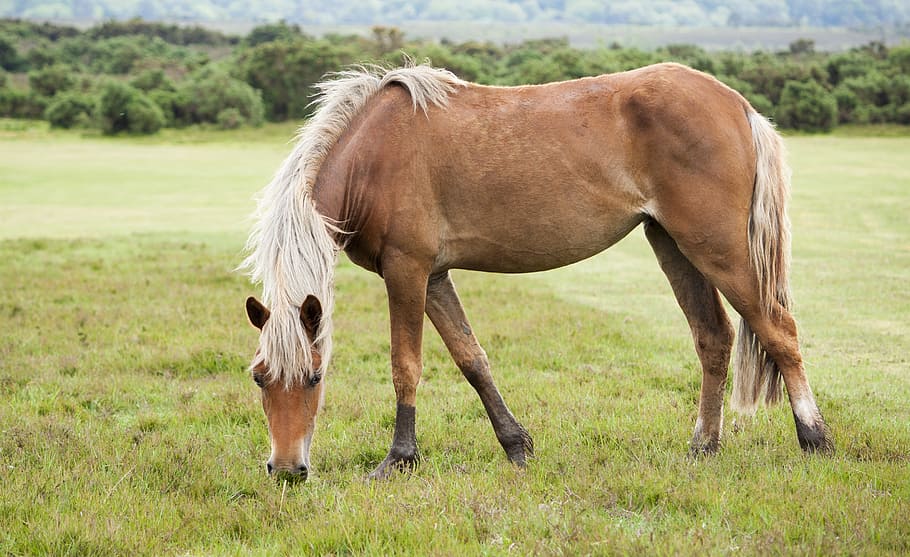 brown horse surrounded by green trees, pony, animal, equine, new forest, HD wallpaper