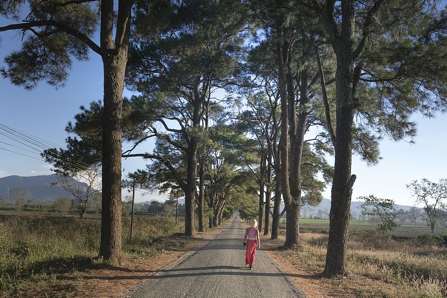 pine trees, gia lai, two, street, the morning, town, year, top pine HD wallpaper