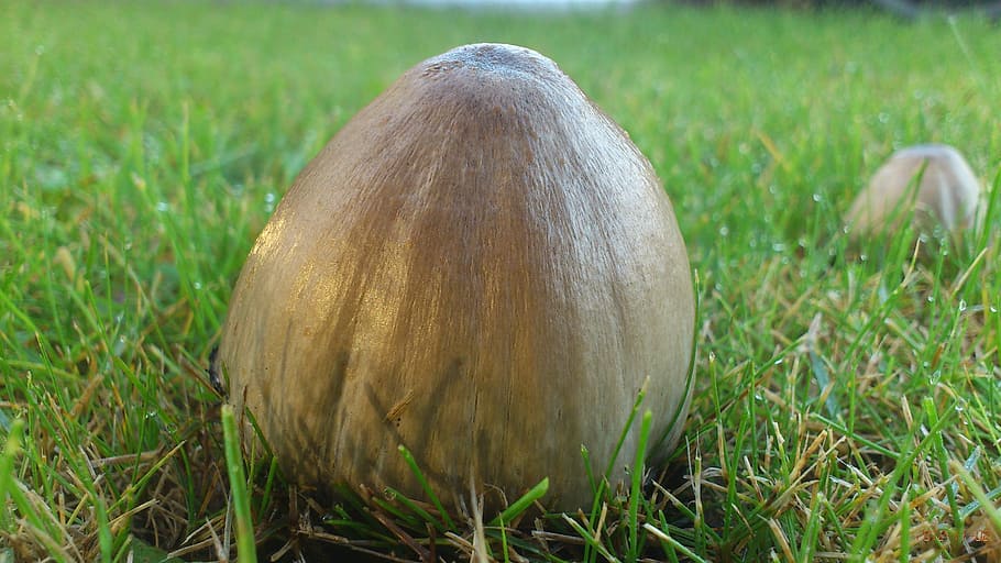 mushroom, within the, grass, plant, field, land, nature, day HD wallpaper