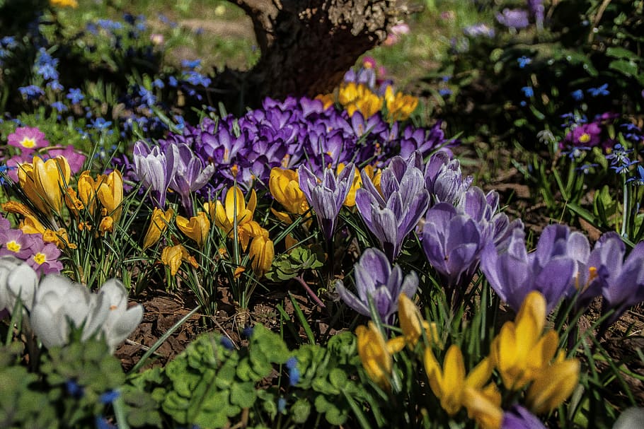 crocus, early bloomer, spring, spring flower, purple, yellow HD wallpaper