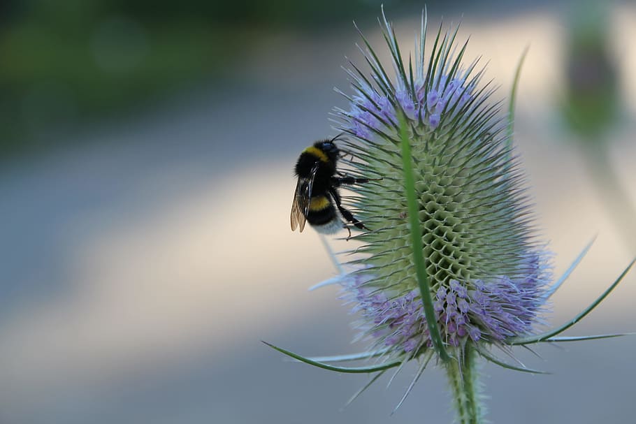 insect, nature, hummel, close, blossom, bloom, flower, bee HD wallpaper