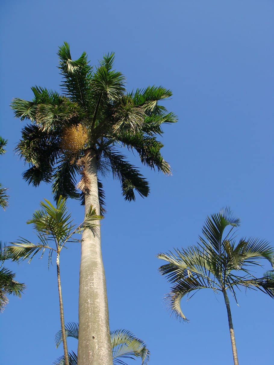 Coconut Tree, Blue Day, Tropical, palm tree, tall - high, tropical climate HD wallpaper