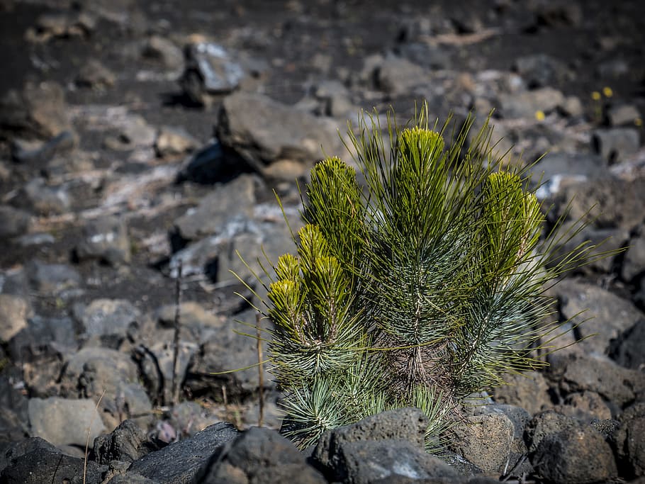 nature, smaller tree, volcano, national park, plant, growth HD wallpaper