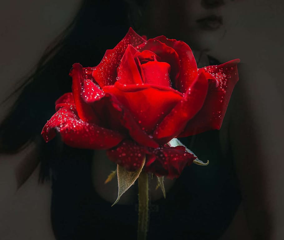 double exposure, rose, red, dew, drops, valentine, elegance, HD wallpaper