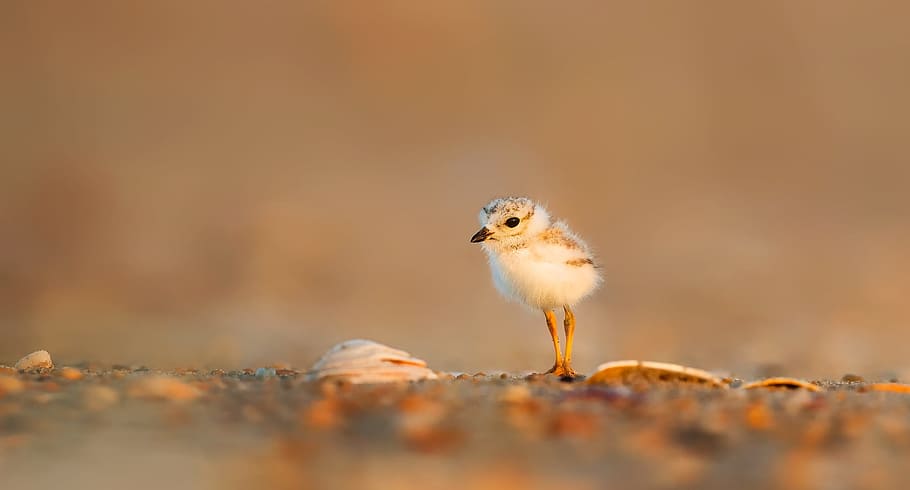 selective focus photo of white and gray bird hatchling, seashore HD wallpaper