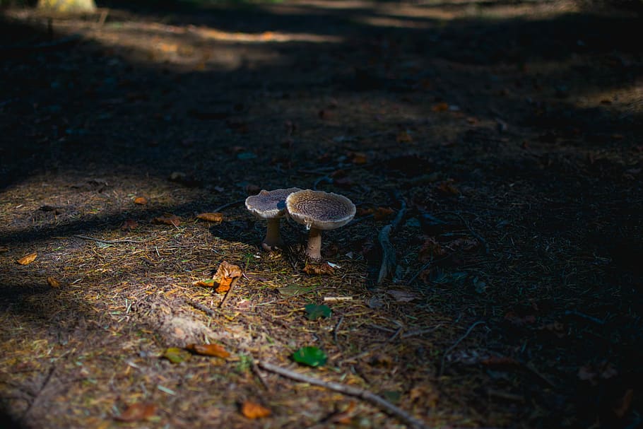 two white mushrooms, two mushrooms on ground, autumn, forest HD wallpaper