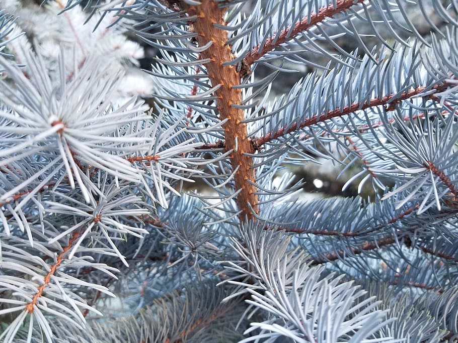 tree, winter, christmas, pine, needle, evergreen, frost, plant HD wallpaper