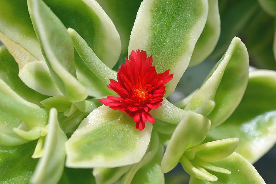 Small, Flower, Red, Green, Close, Macro, small flower, green color HD wallpaper