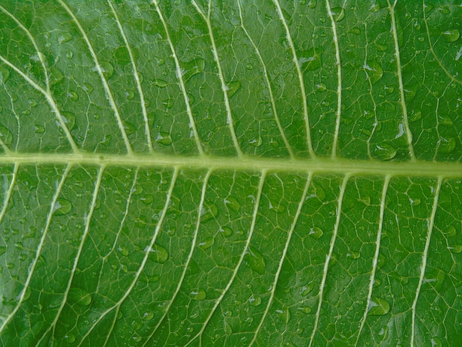Leaf, Nature, green, close-up, green color, macro, freshness HD wallpaper
