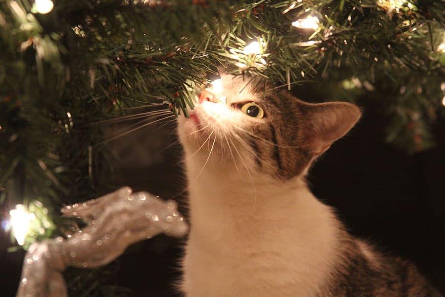 photo of cat near Christmas tree, kitty, lights, domestic Cat, HD wallpaper