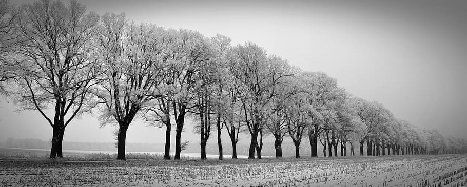 trees covered with snow photo, winter, avenue, winter trees HD wallpaper