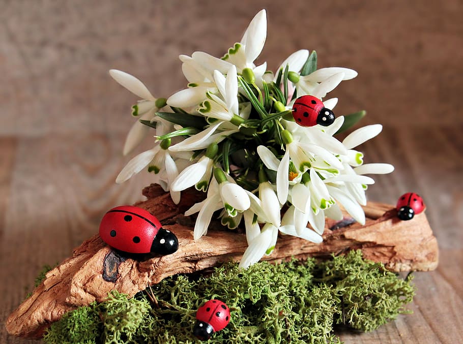 bouquet of white flowers, snowdrop, ladybug, frühlingsanfang, HD wallpaper