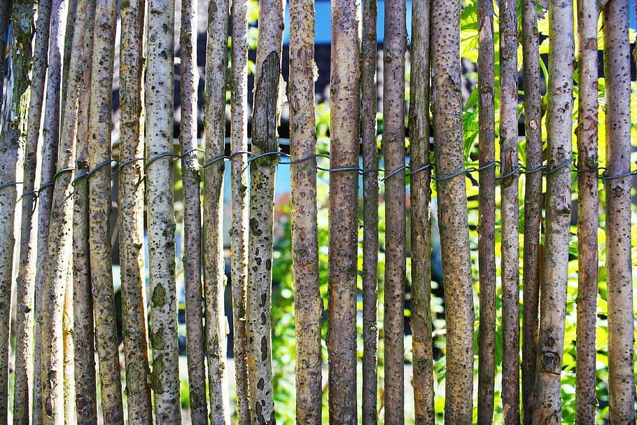 fence, wood, on line, pattern, growth, plant, full frame, no people HD wallpaper