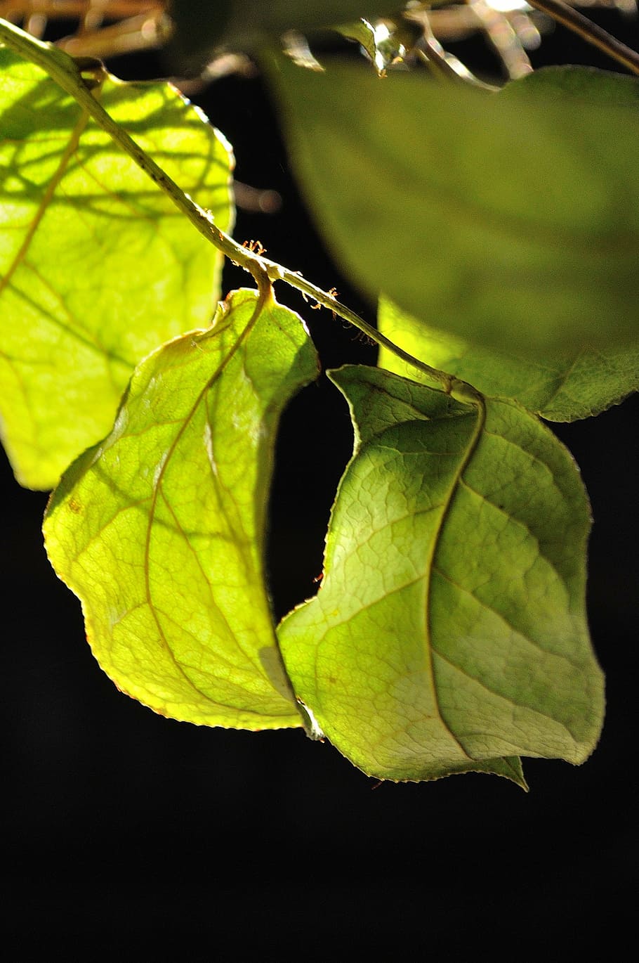 leaves, light, light green, bright, beech leaves, plant part HD wallpaper