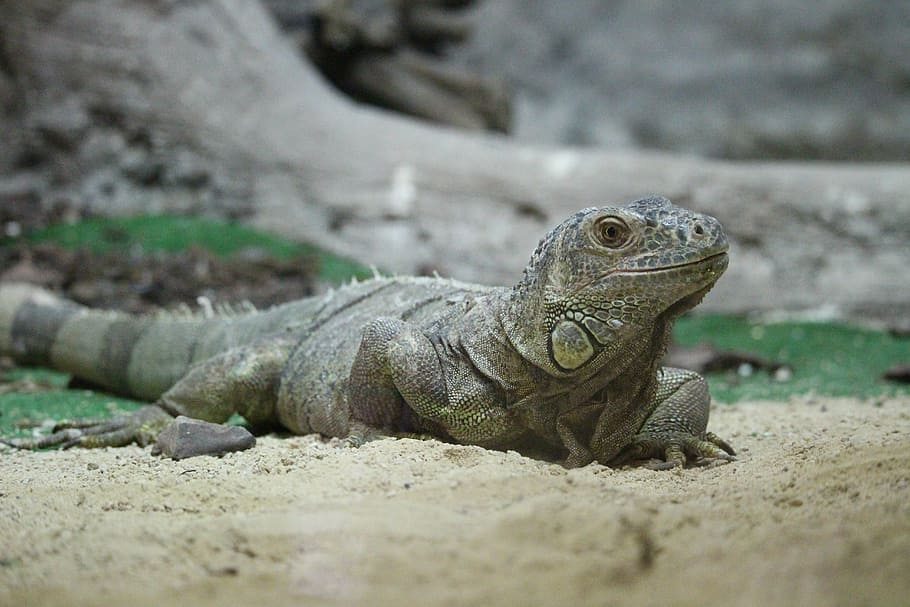 iguana, rest, zoo, animal themes, reptile, animal wildlife HD wallpaper