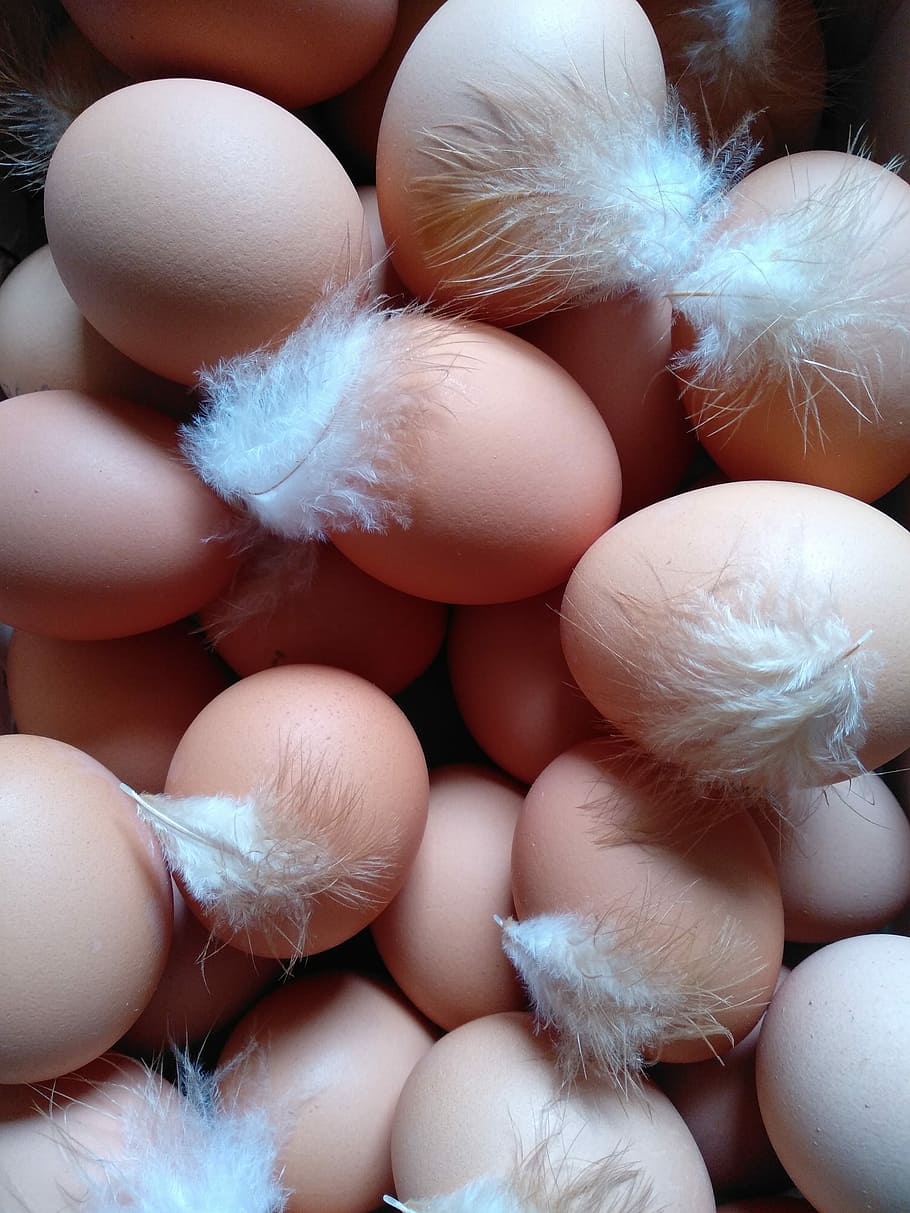 egg, chicken, poultry, hen, food, springs, close-up, large group of objects HD wallpaper