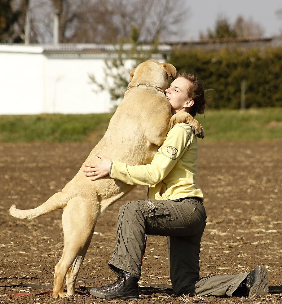 HD wallpaper: woman hugging adult yellow Labrador retriever in the field, d...