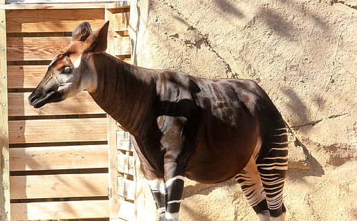 okapi, animal, wildlife, zoology, mammal, species, wilderness HD wallpaper