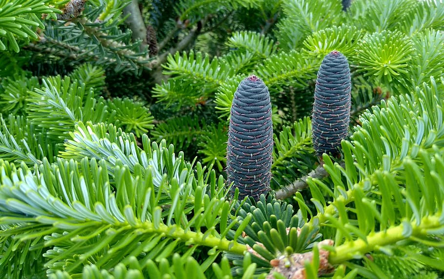 spring, spruce, pine cone, poland, tree, nature, needles, coniferous HD wallpaper