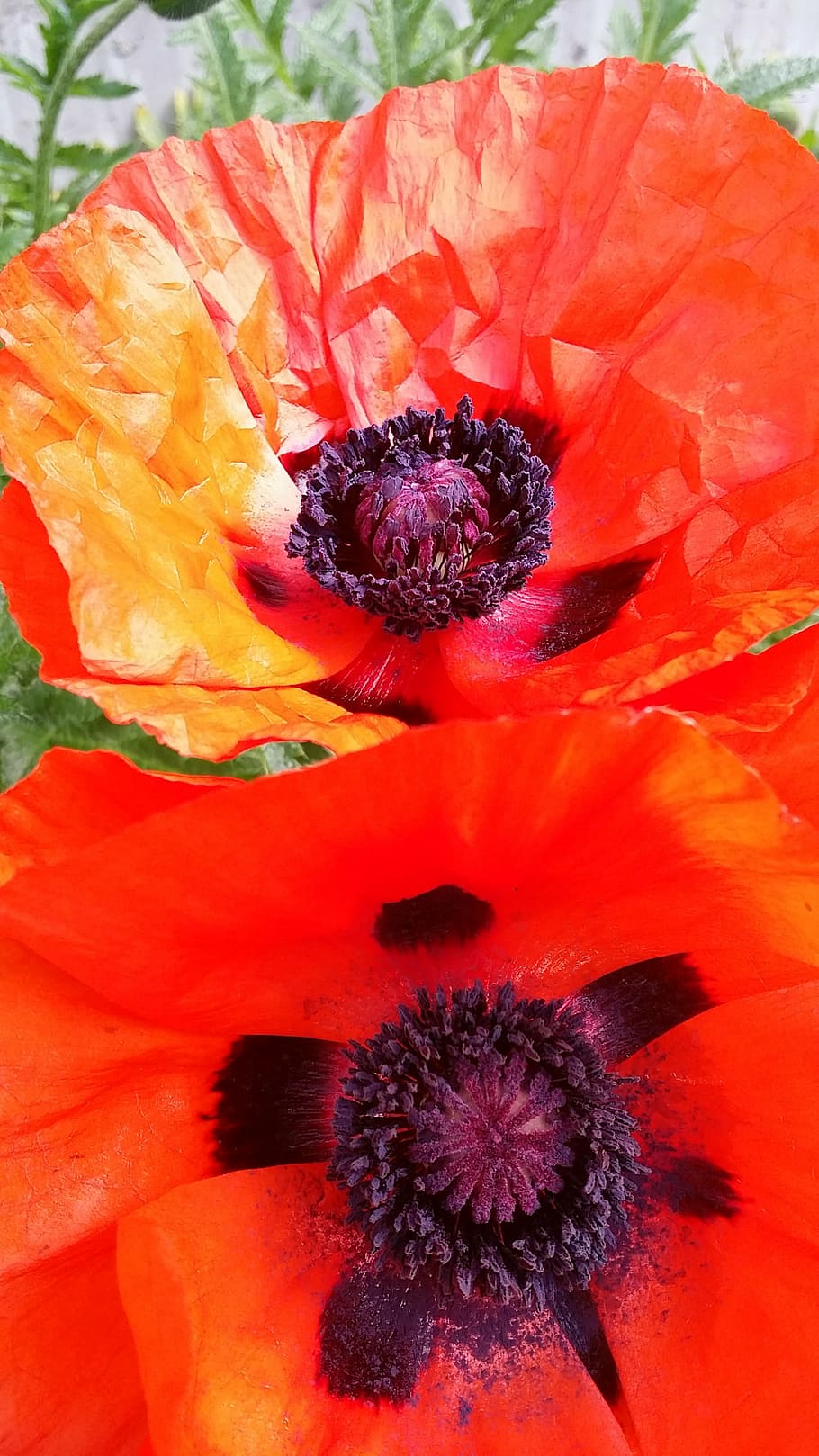 poppies, flower, red, flowering plant, freshness, flower head HD wallpaper