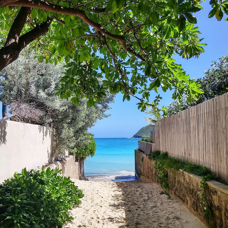 beach, paradise, vacation, ocean, path, trees, blue, green