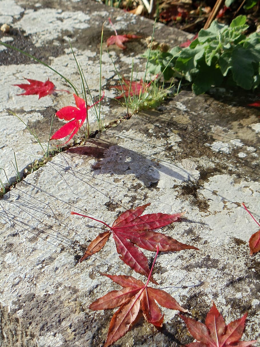 fall, autumn, maple, foliage, seasonal, november, red, october HD wallpaper