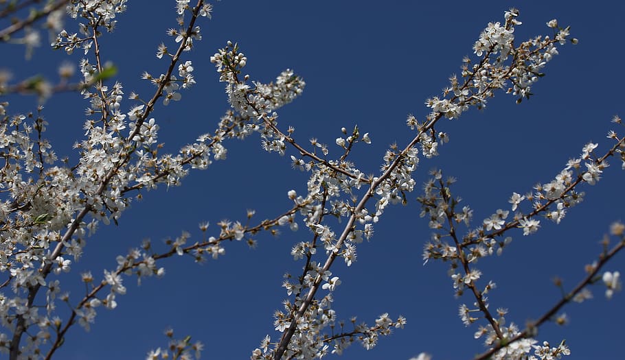 flowers, casey, white, spring, fruit tree, corcodus, sky, blue HD wallpaper