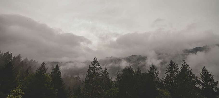 mountains, clouds, forest, trees, fog, mist, cloud - sky, beauty in nature HD wallpaper