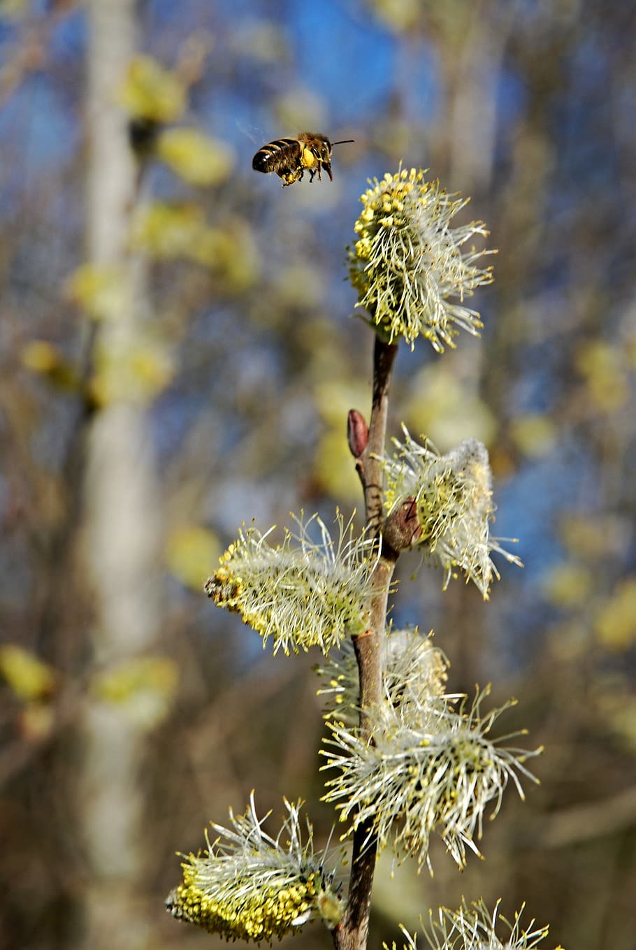 Bee, Insect, Spring, Nature, Flower, willow, plant, day, no people HD wallpaper