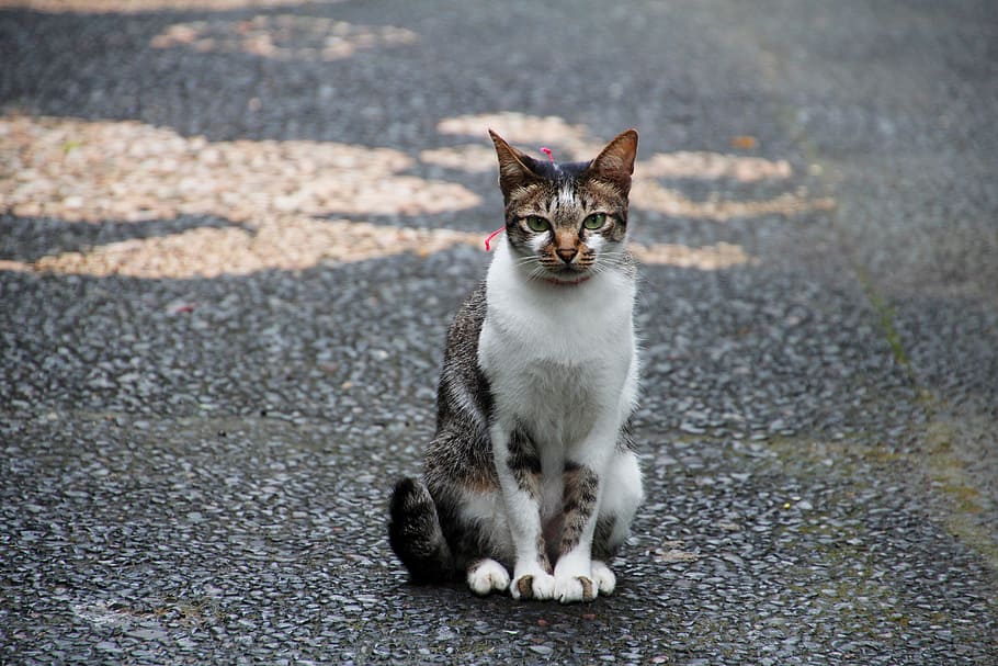 cat, sit, wait, cute, pet, animal, nature, domestic cat, one animal HD wallpaper