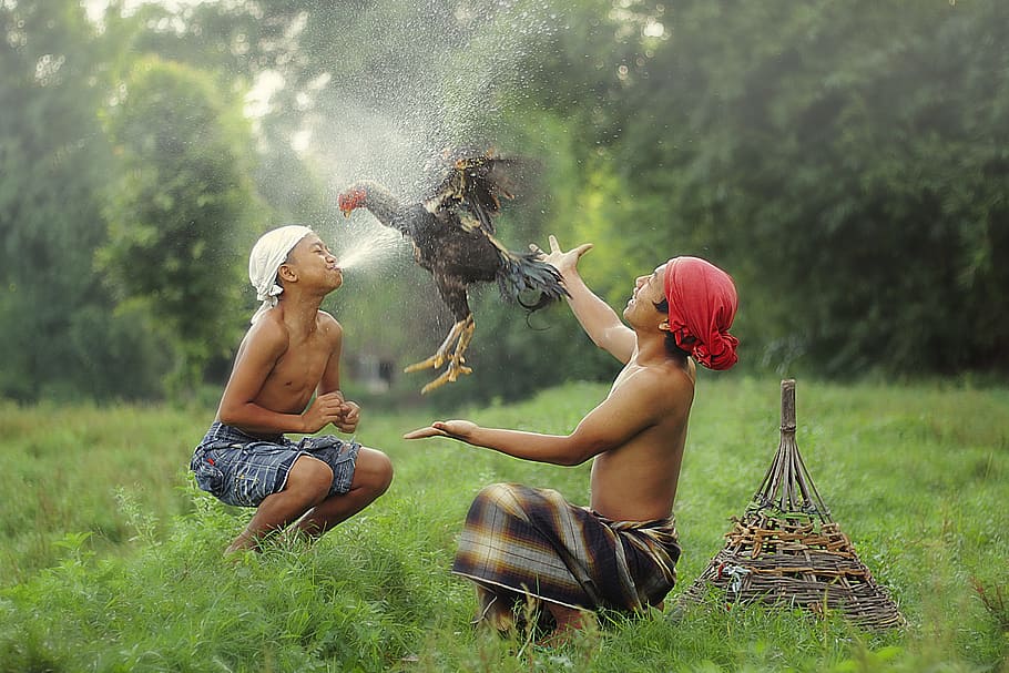 two men playing with black chicken during daytime, Child, Indonesian, Culture, HD wallpaper