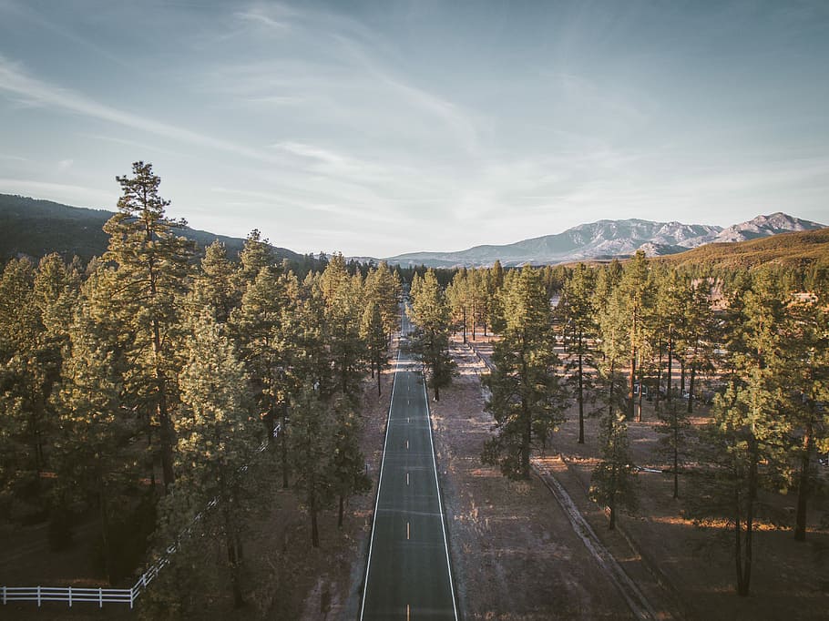 bird's-eye view of road surrounded by tress, road surrounding by trees HD wallpaper