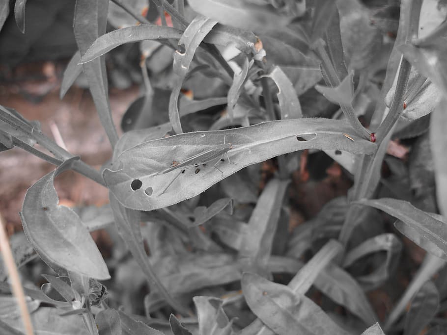 grasshopper, green, effect, close, insect, nature, animal, flight insect HD wallpaper