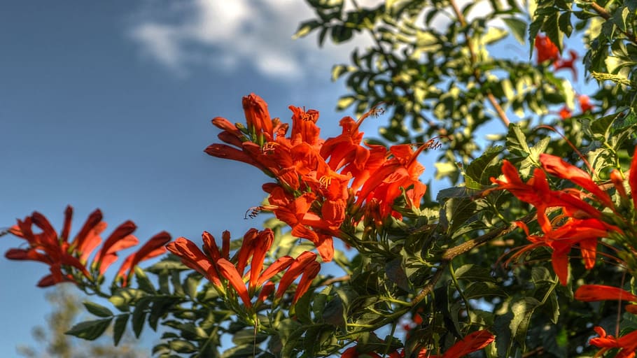 flowers, orange, nature, plant, growth, beauty in nature, flowering plant HD wallpaper
