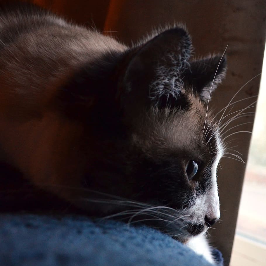 Cat, Siamese, Mix, Pet, siamese mix, feline, fur, domestic HD wallpaper