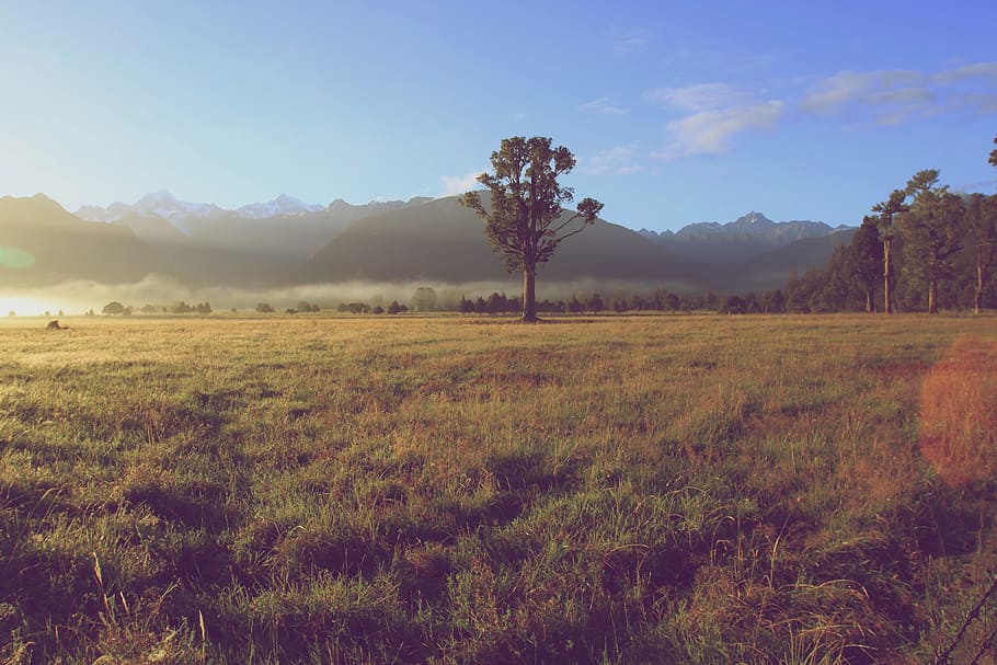 landscape photography of mountain, tree, mountains, nature HD wallpaper
