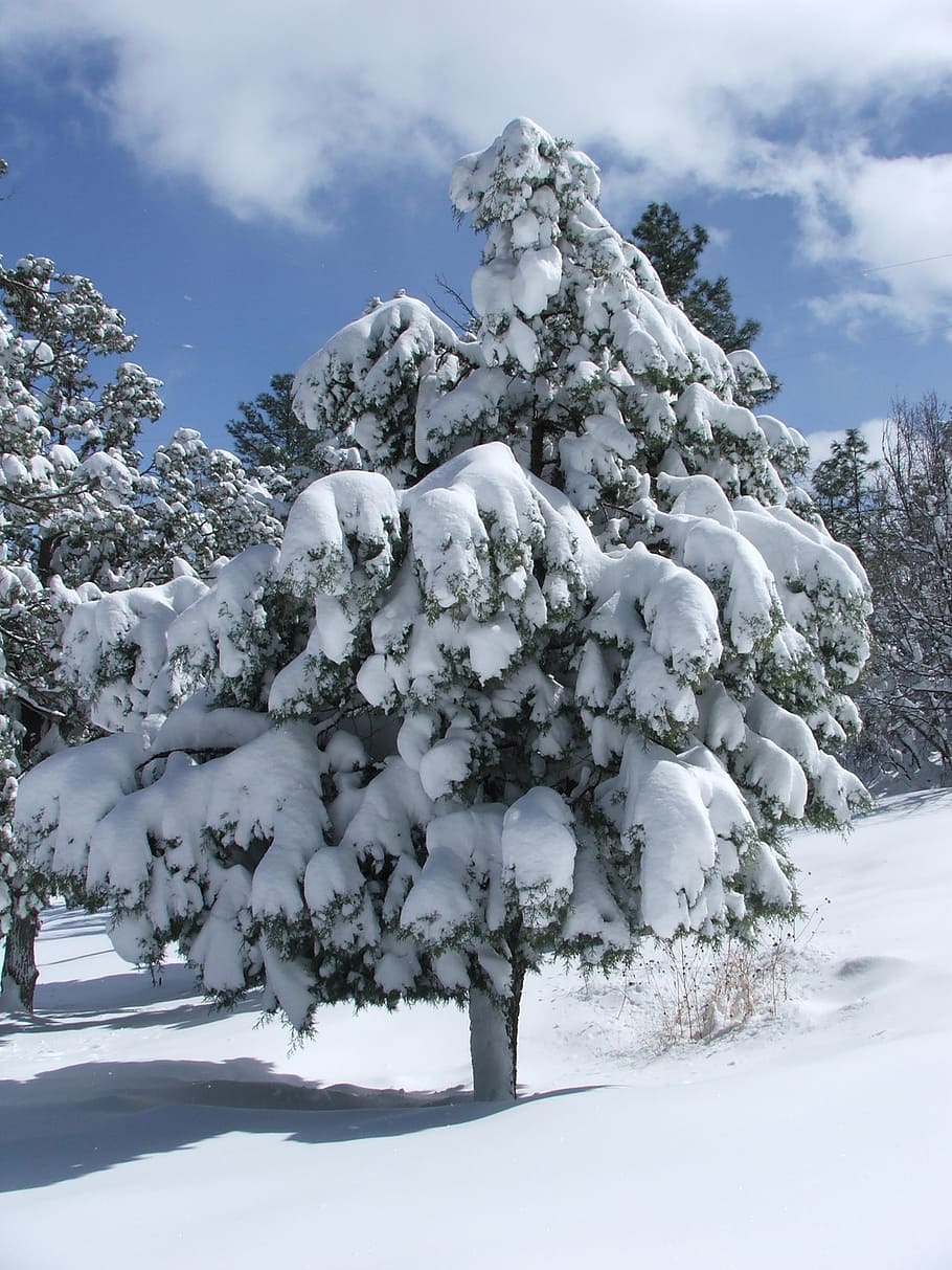 tree, pine tree, snow, winter, nature, wood, plant, season HD wallpaper