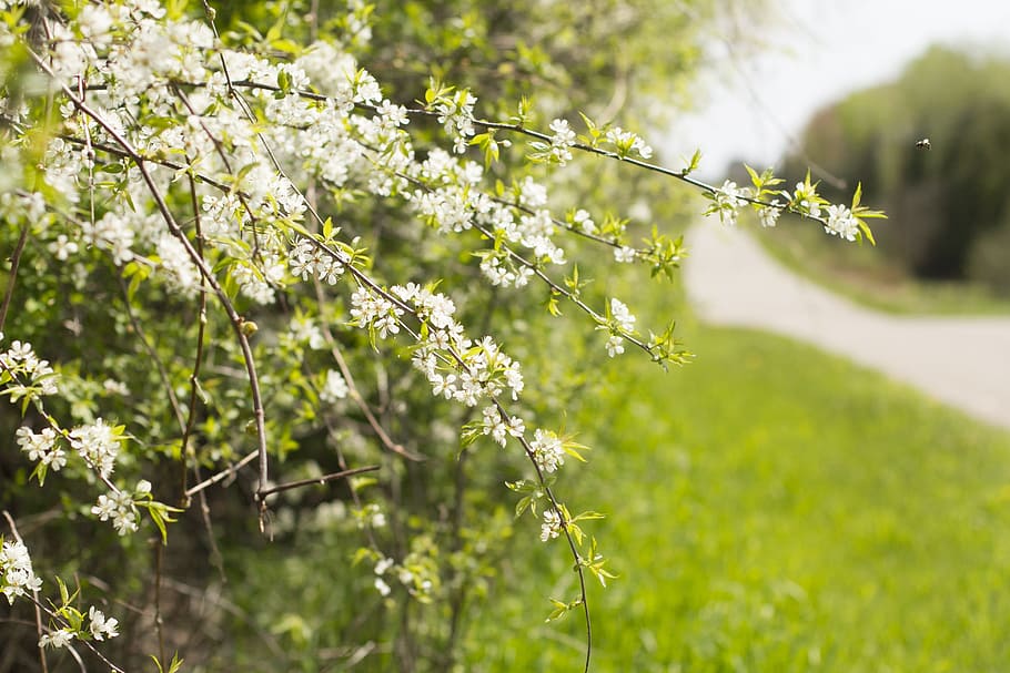 spring, blossom, roadside, bloom, tree, blooming, floral, branch HD wallpaper