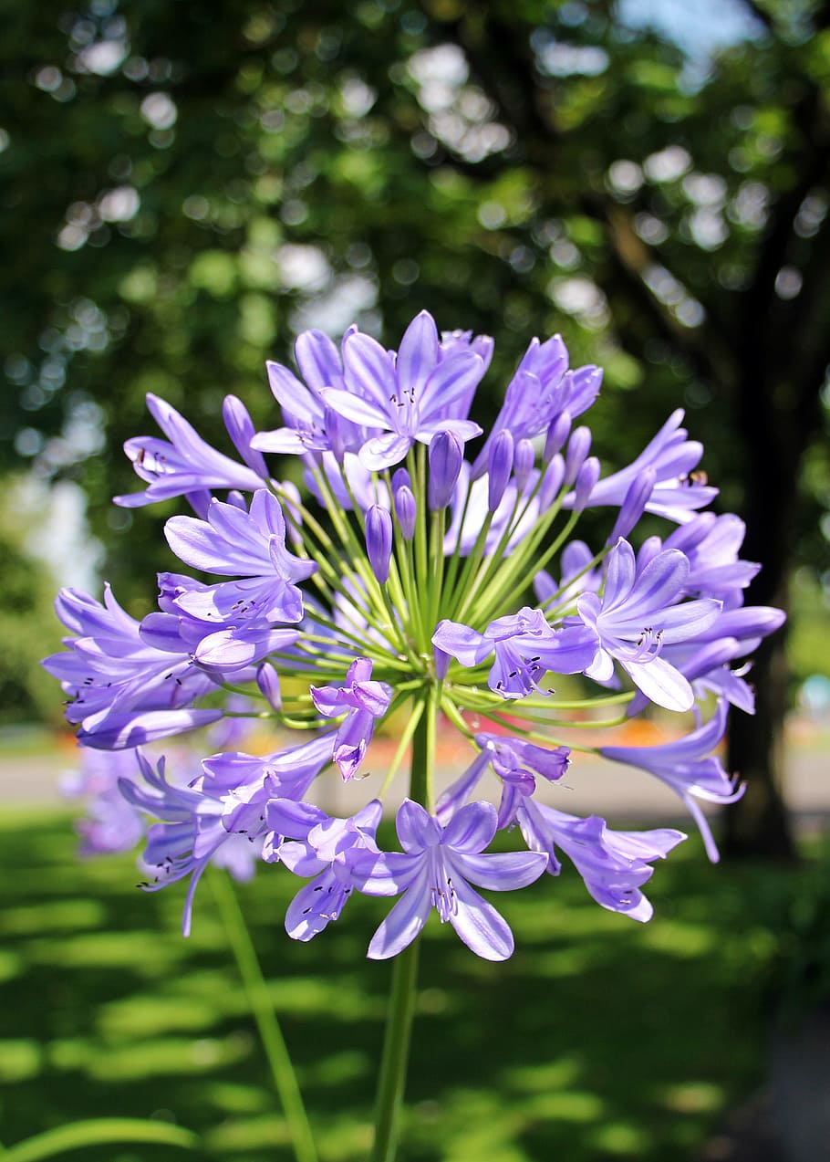 shallow focus photography of purple lily of the Nile flower, agapanthus, HD wallpaper