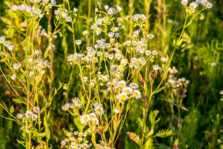 flowers, background, the substrate, plants, nature, chamomile HD wallpaper